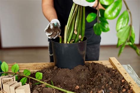 Homem Colocou Solo Em Pote Preto Zamioculcas Na Mesa De Madeira