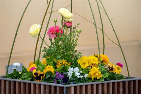 How To Grow And Care For Ranunculus (Persian Buttercup)