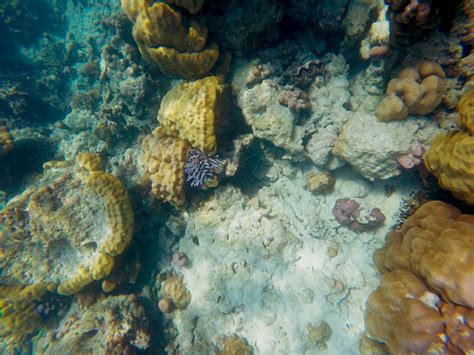 The Abundant Of Shallow Coral Reefs In The Southern Of Thailand Where Is Home To Many Small ...