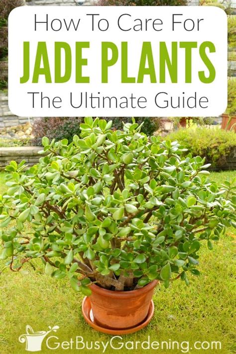 Jade Plant Care Guide How To Grow Crassula Get Busy Gardening