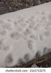 Tiny Cat Paw Prints Snow Stock Photo 2161713275 | Shutterstock