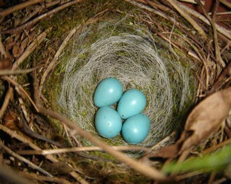 Sparrow Eggs: What They Look Like, When They Hatch, & More!