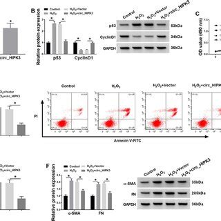 Circ HIPK3 Relieved The Effect Of H2O2 On Lens Epithelial Cell Injury