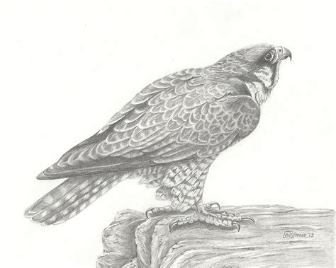 Peregrine Falcon Drawing By Lori Stonum Fine Art America