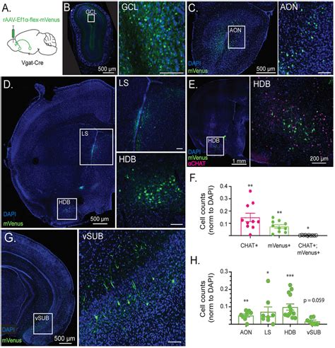 Cell Type Specific Retrograde Tracing Reveals Long Range Gabaergic