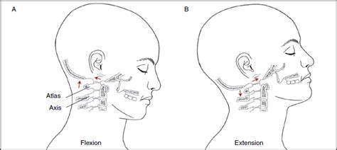 What is the Normal Range of Motion of the Neck? - NeckCheckUp