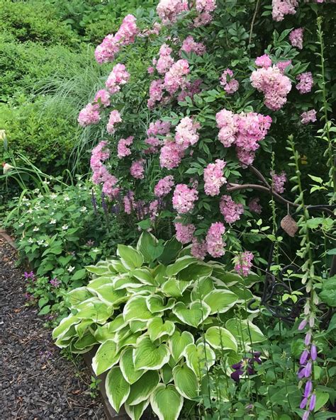 北海道の庭｜今週の花 大活躍の葉もの！彩りを添えるホスタ 北海道生活