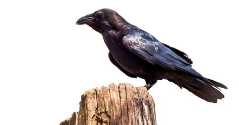 Best Pet Raven | Do Crows & Ravens Make Great Pets? | Animal Vised 2024