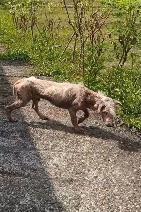 Naked Stray Pup Who Was Distrustful Of Humans Turns Into The Cuddliest