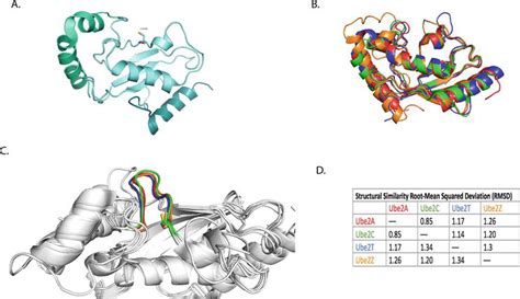 Review Of The Structural Basis Of Human E2 Conjugating Enzymes In Complexed With Ring E3 Ligases