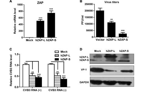 Overexpression Of Zap Inhibits Cvb3 Infection Hela Cells Were