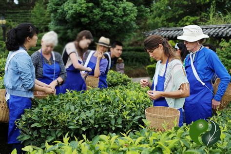 Ita Tea Sommelier Certification School In Puer Yunnan Finishes With S