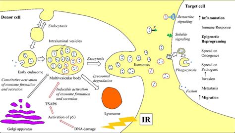 Schematic Representation Of Exosome Formation Secretion And Uptake By