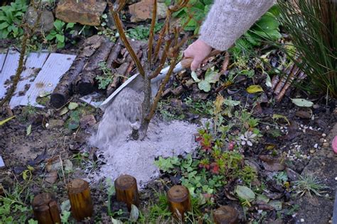 Jardinage Utiliser Les Cendres De Bois Au Jardin Bonne Ou Mauvaise