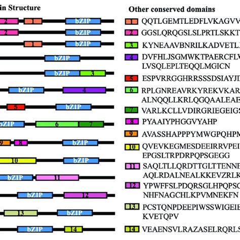 Conserved BZIP Domains And Additional Conserved Motifs Present In