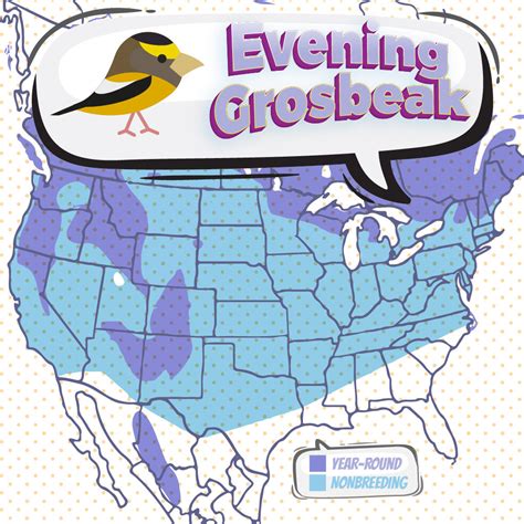 Evening Grosbeak - Bird Watching Academy