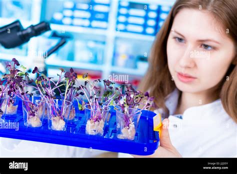 Female Scientist Examining Plants In The Laboratory Stock Photo Alamy