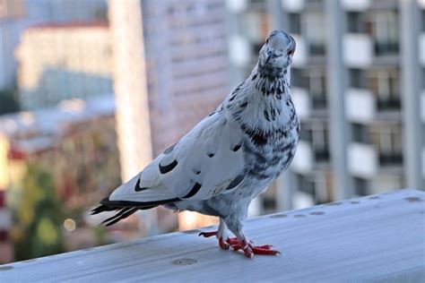 Kolce na ptaki Poznań sposób na skuteczne zabezpieczenie budynku