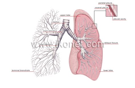 Lungs Lungs In French