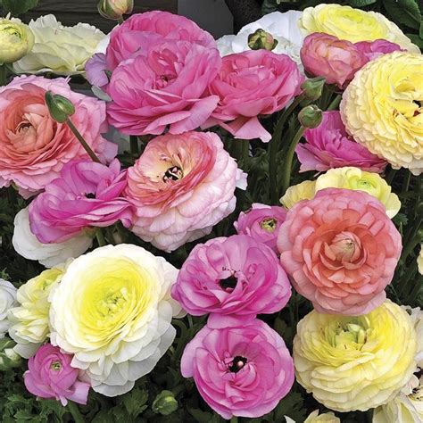 Ranunculus Asiaticus Mache Pastel Mix Creeping Buttercup Garden