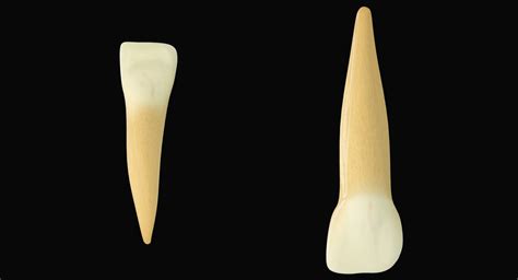 3d Model Primary Lateral Incisors