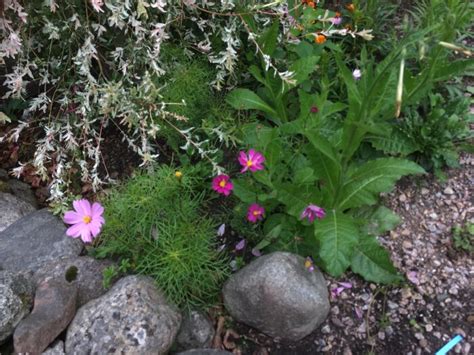 Vad blommar nu i trädgården Fototråd Sida 140 Byggahus se