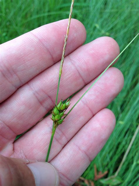 Carex Oligosperma