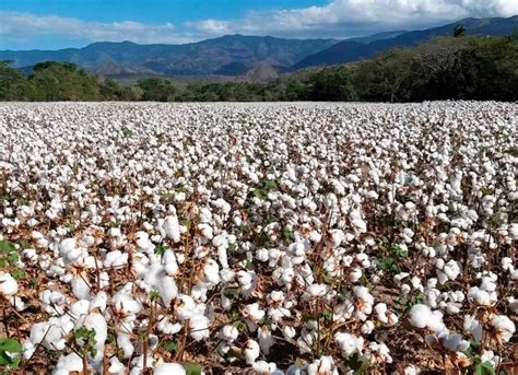 Algodón un cultivo que brilló en los 50 y que ahora busca resurgir