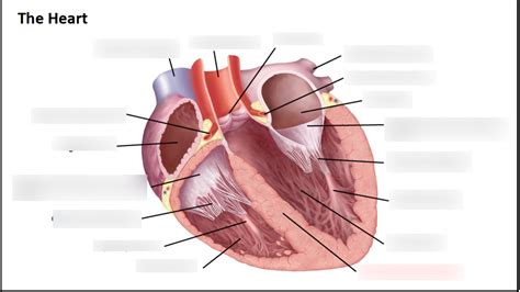 Week 7 Heart Vessels And Chambers Diagram 2 Diagram Quizlet