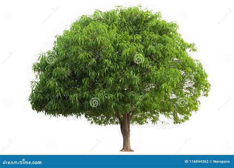 Mango Tree Isolated on White Background Stock Photo - Image of ...