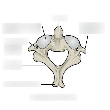 Axis C2 Diagram Diagram Quizlet