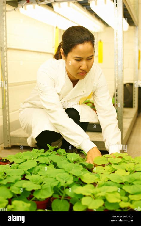 Female Scientist Comparing Plant Samples In Lab Stock Photo Alamy