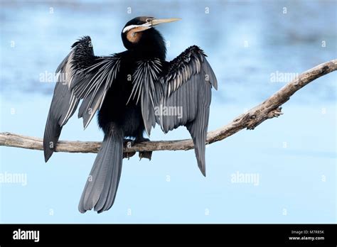 African Darter Anhinga Rufa Drying His Wings Wilderness National