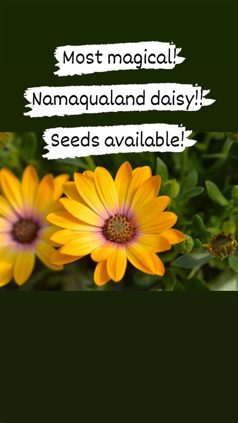 Namaqualand Daisy Nanthavanathil The Seed To Create Your World