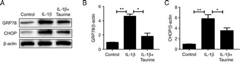 Figure 2 From Taurine Attenuates Er Stress Associated Apoptosis And