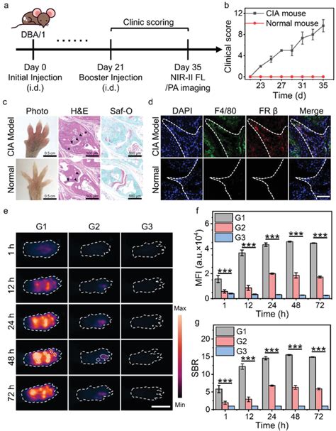 In Vivo Nirii Fl Imaging Of Facfnps In Cia Mouse Model A