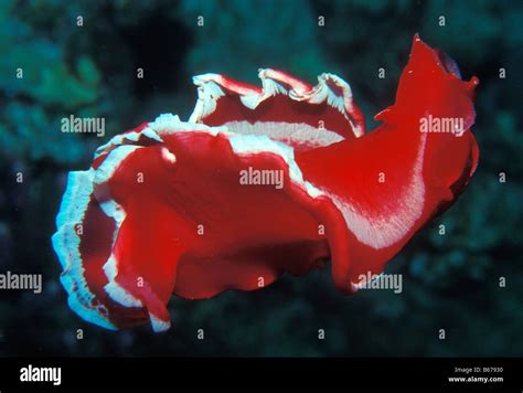 Spanish Dancer Nudibranch Hexabranchus Sanguineus Marsa Alam Red Sea