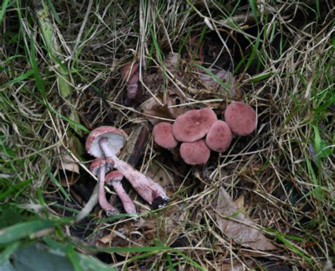 Cystoderma superbum Weinroter Körnchenschirmling Pilzkundlicher