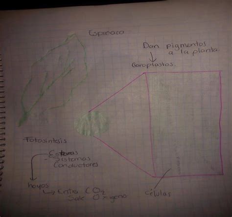 Actividades de Biología III Grupo 528 Nutrición Autótrofa V de Gowin y