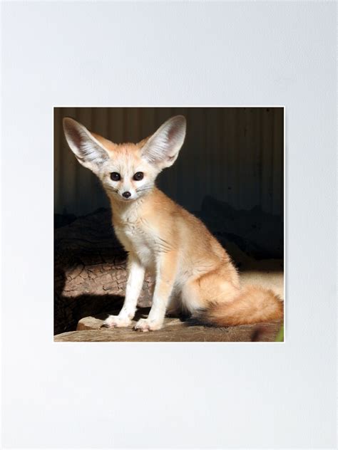 Fennec Fox Poster Von Kirstybush Redbubble