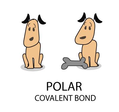 What is Polar Covalent Bond