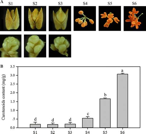 Stages Of Flower Buds With Up And Without Down Bud Scales And