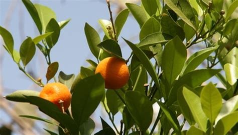 Trovita Orange Trees Garden Guides