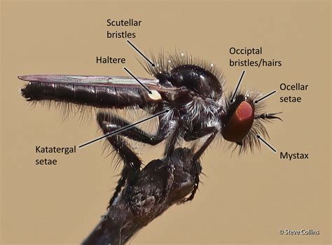 Anatomy – Robber Flies of the Southeast