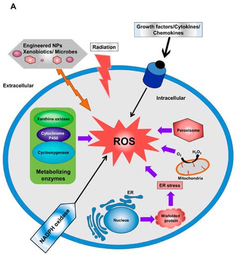 Ijms Free Full Text The Role Of Reactive Oxygen Species Ros In The Biological Activities