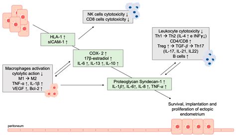 Ijms Free Full Text The Pathogenesis Of Endometriosis Molecular