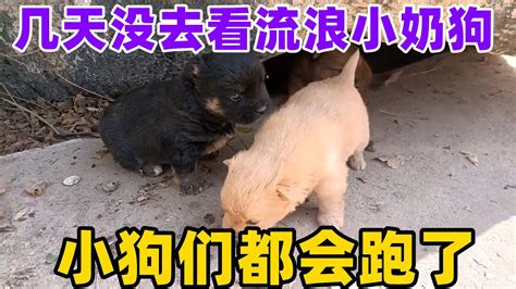 几天没去看流浪小奶狗，小狗们都会跑了 Youtube