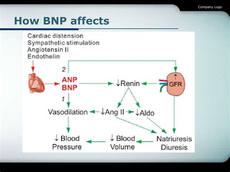 Ppt Bnp ＆ Heart Failure Powerpoint Presentation Free Download Id