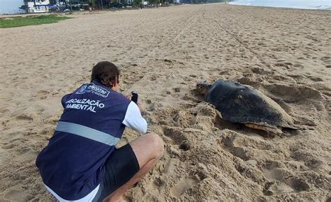 Desova De Tartaruga Na Praia De