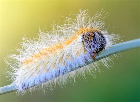 Les Traitements De La Chenille Processionnaire